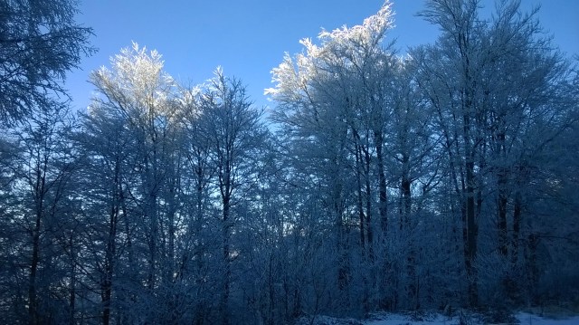 Forest a few kilometers away from Goč - a place crwling with wild boars, bears and wolves