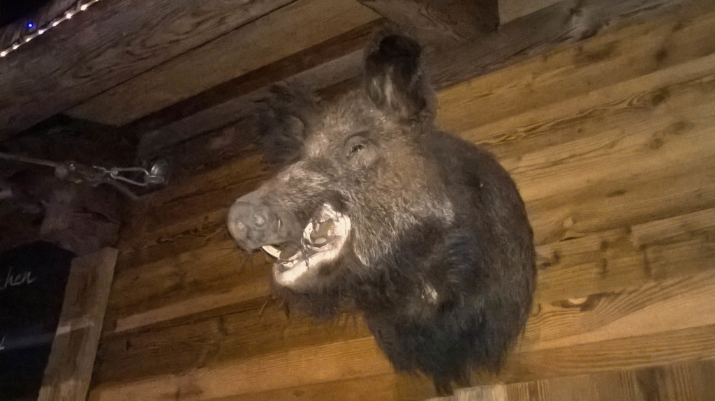 A wild boar head: A strange thing to see in an airport.